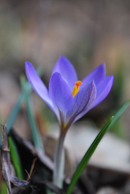 Crocus - šafrán
